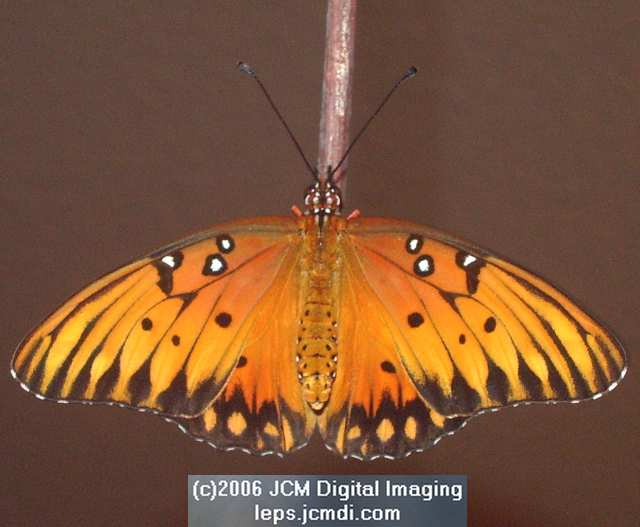 2006-10-30 Gulf emerge imgq3139.jpg